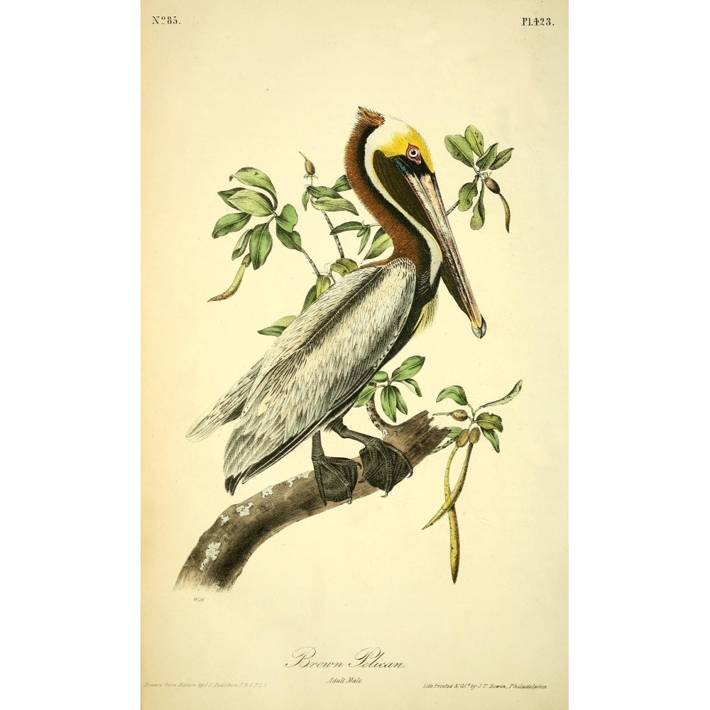 Birds of America 1844 Brown Pelican Poster Print by J.J. Audubon Image 1