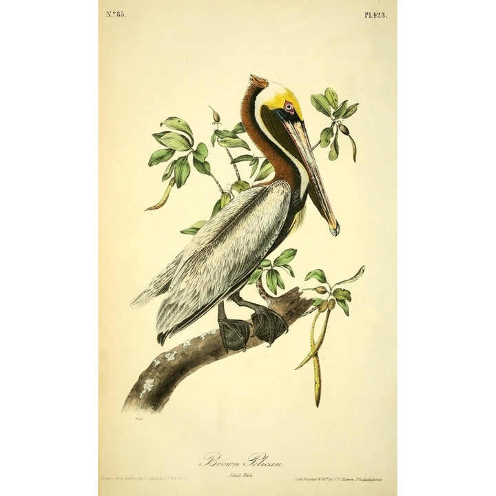 Birds of America 1844 Brown Pelican Poster Print by J.J. Audubon Image 2