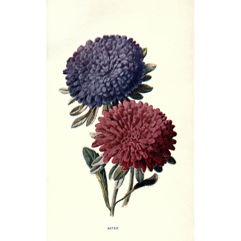 Familiar Garden Flowers 1907 Aster Poster Print by F. Hulme Image 2