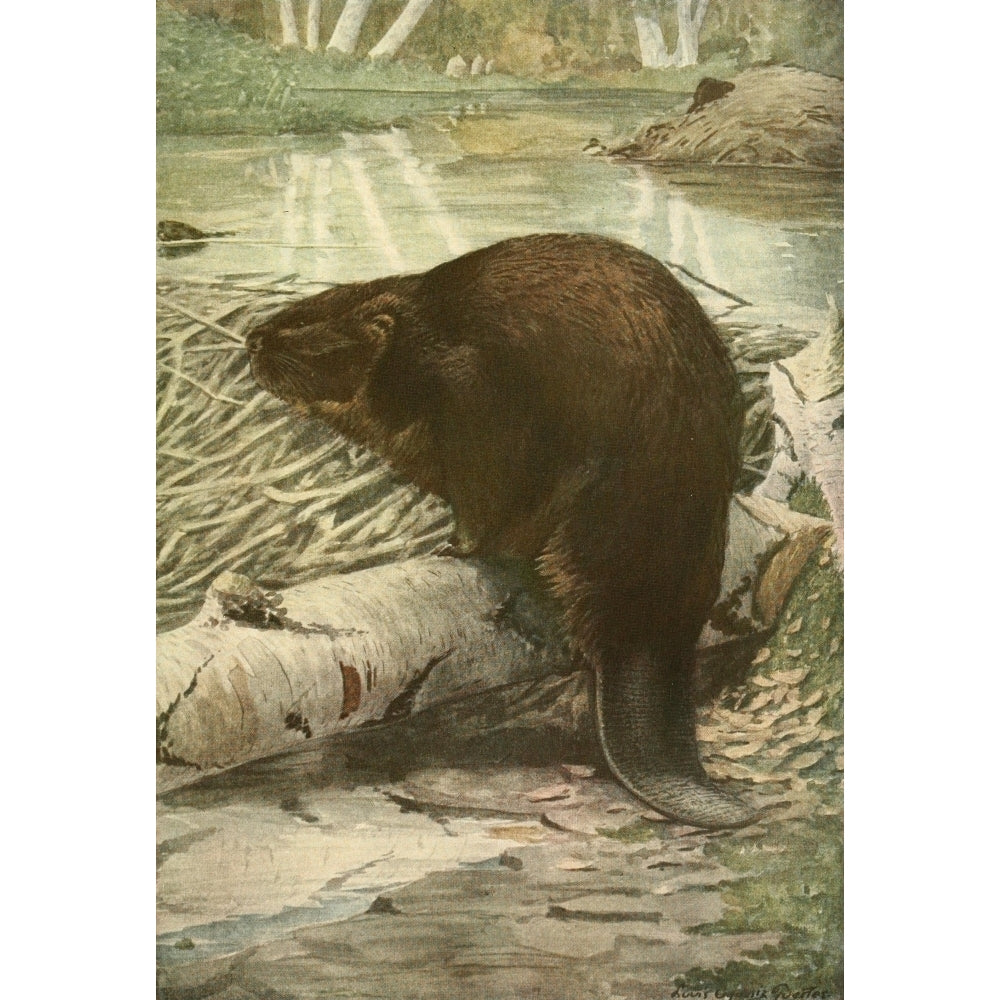 Wild Animals of N. America 1918 American Beaver Poster Print by L.A. Fuertes Image 1