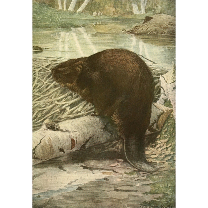 Wild Animals of N. America 1918 American Beaver Poster Print by L.A. Fuertes Image 2