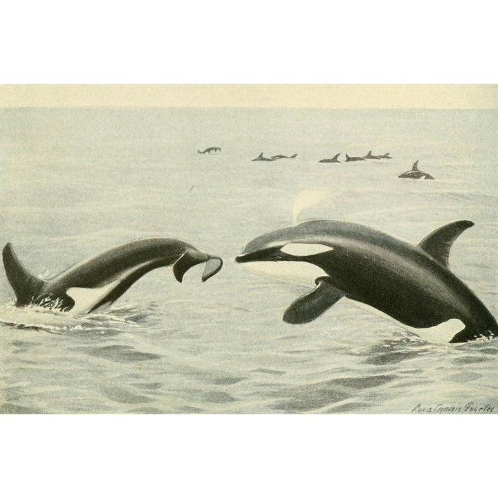 Wild Animals of N. America 1918 Killer Whale Poster Print by L.A. Fuertes Image 1