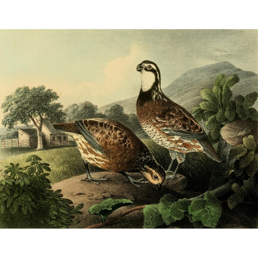 Cabinet of Natural History 1830 Quails Poster Print by T. Doughty Image 1