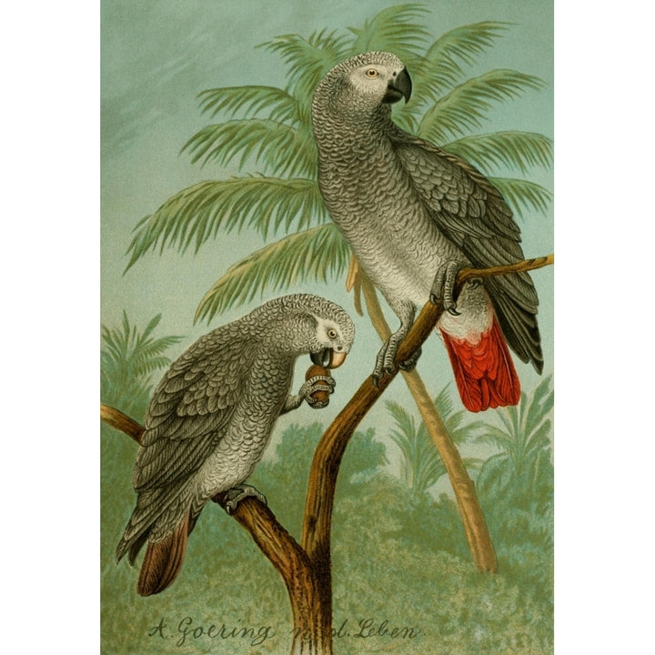 Der Graupapagei 1895 Psittacus Poster Print by Anton Goering Image 2