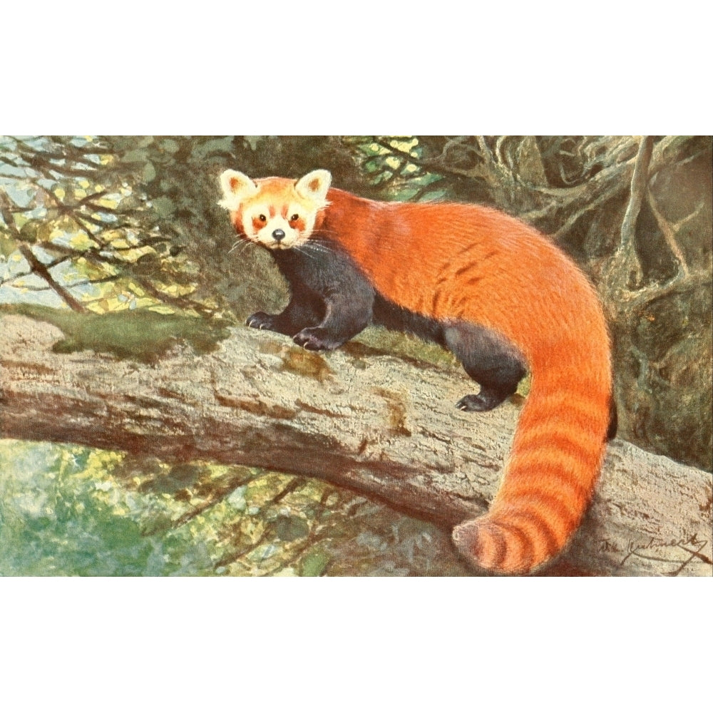 Brehms Tierleben 1911 Red Panda Poster Print by F.W. Kuhnert Image 2