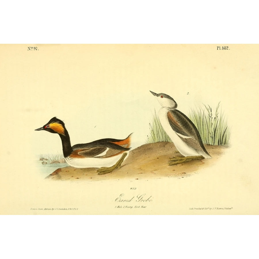 Birds of America 1844 Eared Grebe Poster Print by J.J. Audubon Image 1