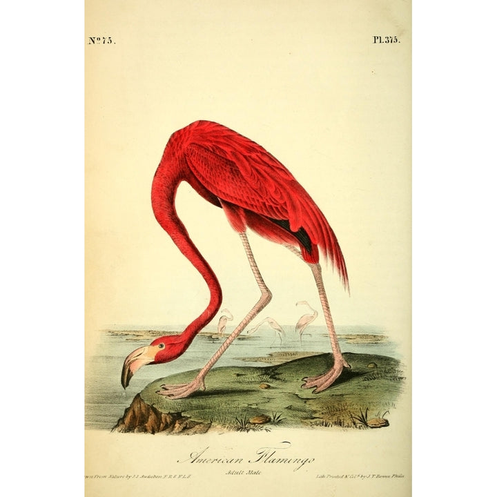 Birds of America 1844 American Flamingo Poster Print by J.J. Audubon Image 1