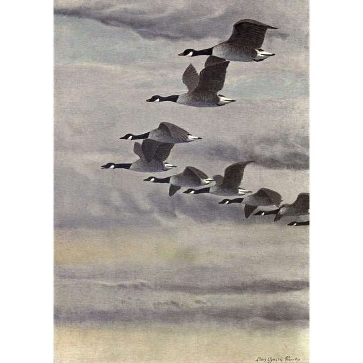 In the Open 1908 Geese Poster Print by L.A. Fuertes Image 1