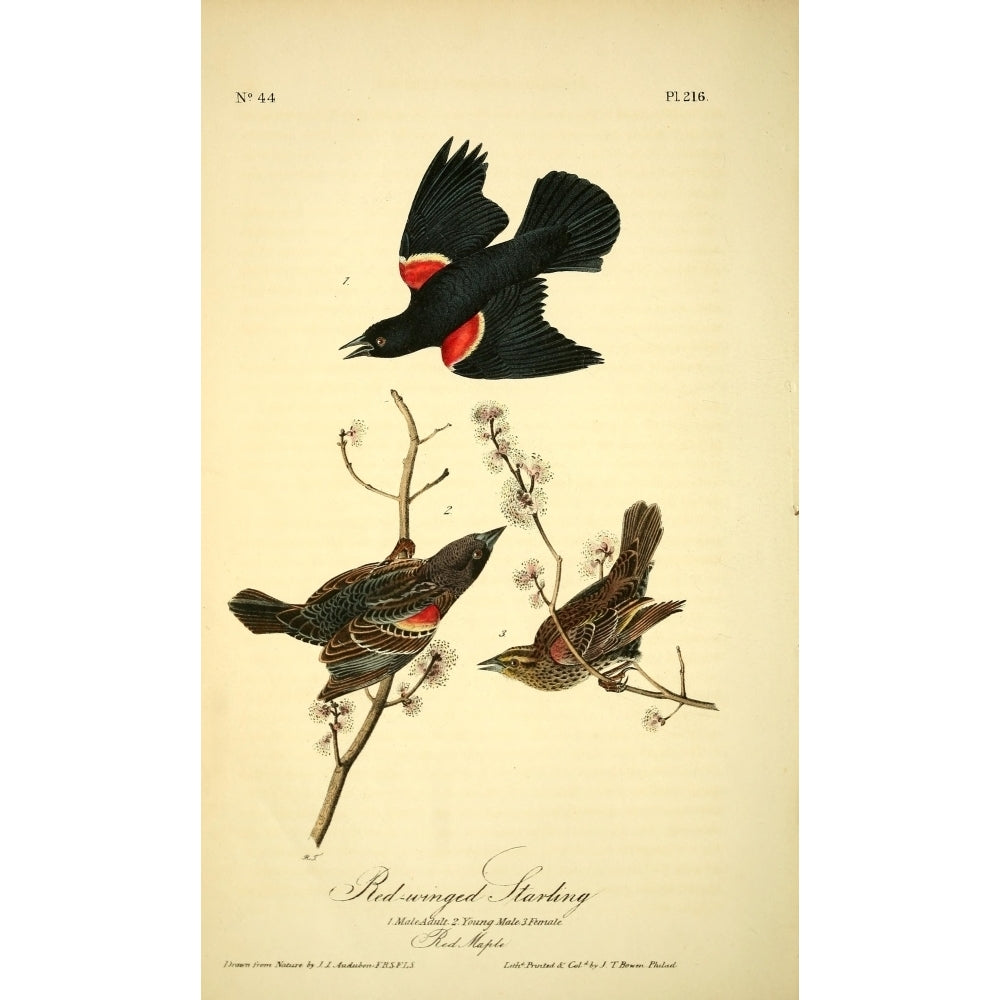 Birds of America 1844 Red-winged Starling Poster Print by J.J. Audubon Image 2