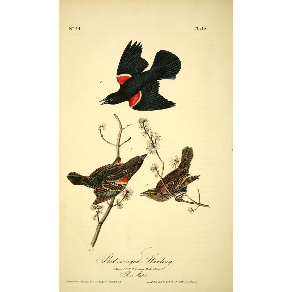 Birds of America 1844 Red-winged Starling Poster Print by J.J. Audubon Image 1