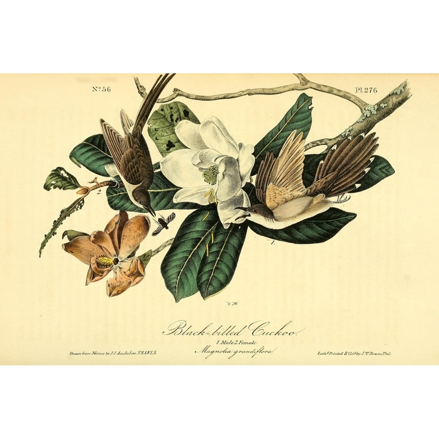 Birds of America 1844 Black-billed Cuckoo Poster Print by J.J. Audubon Image 1