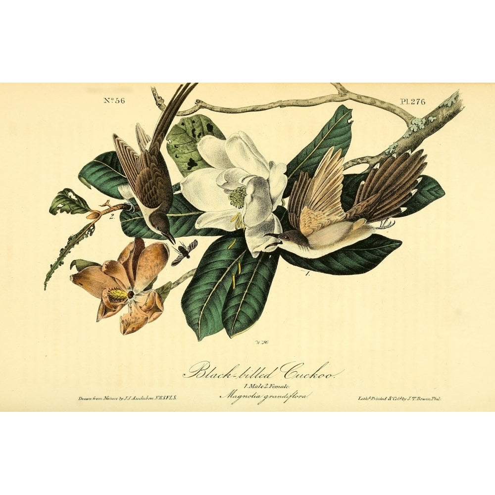 Birds of America 1844 Black-billed Cuckoo Poster Print by J.J. Audubon Image 2