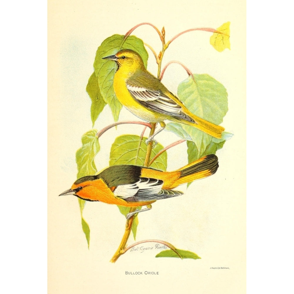 Birds of California 1893 Bullock Oriole Poster Print by L.A. Fuertes Image 2