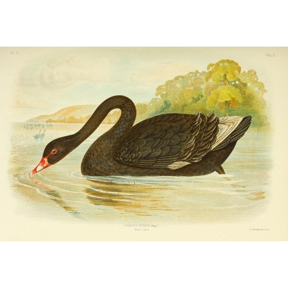 Birds of Australia 1890 Black Swan Poster Print by G.J. Broinowski Image 1