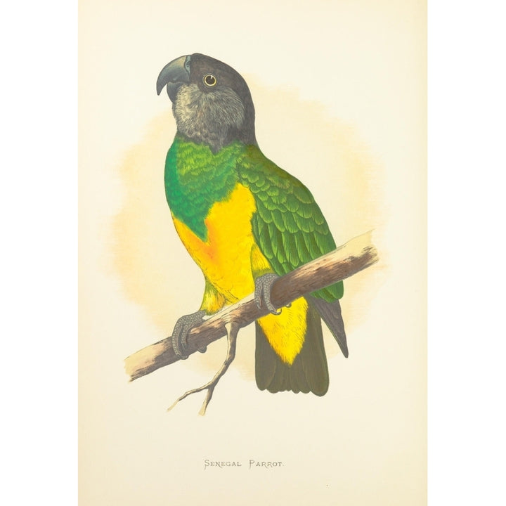 Parrots in Captivity 1884 Senegal Parrot Poster Print by A.F. Lydon Image 1