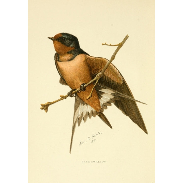 Second Book of Birds 1901 Barn Swallow Poster Print by L.A. Fuertes Image 1