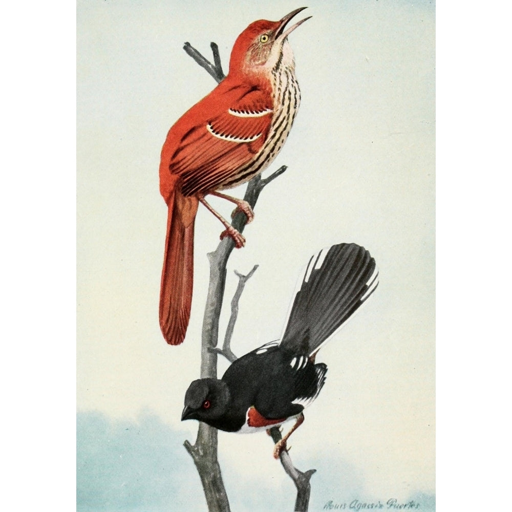 Burgess Bird Book 1919 Thrasher and Towhee Poster Print by L.A. Fuertes Image 2