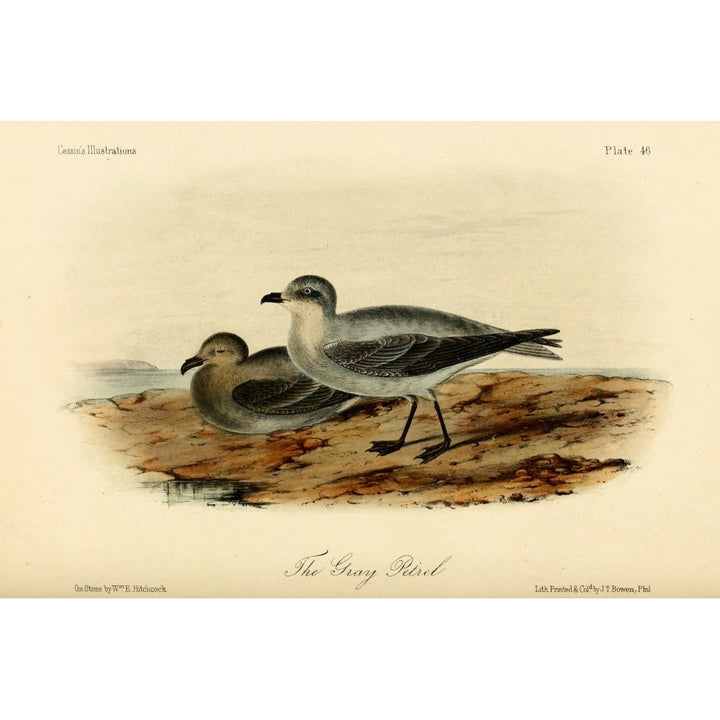 Grey Petrel Poster Print by W.E. Hitchcock Image 1