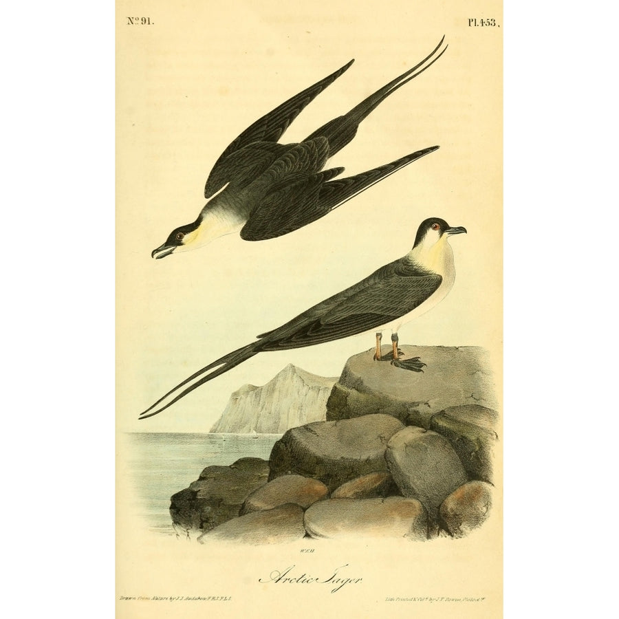 Birds of America 1844 Arctic Jager Poster Print by J.J. Audubon Image 1