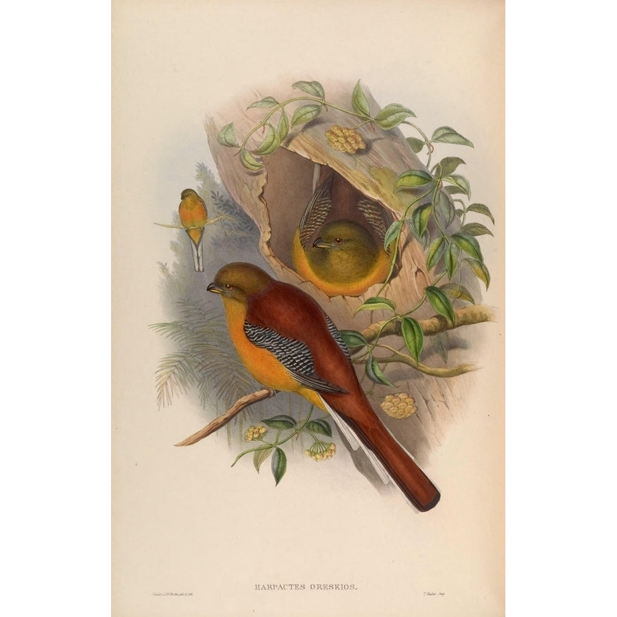 Birds of Asia 1850 Mountain Trogon Poster Print by John Gould Image 1