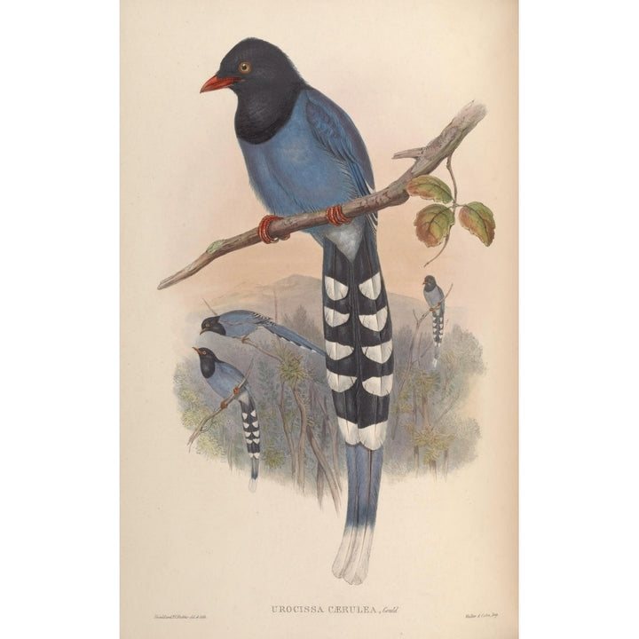 Birds of Asia 1850 Formosan Blue Pie Poster Print by John Gould Image 2