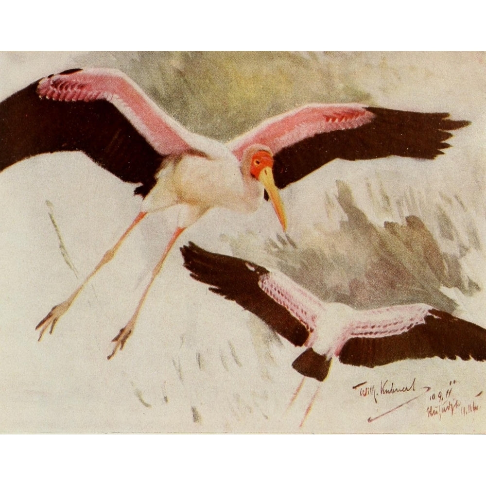 Im Lande meiner Modelle 1918 Yellow-billed Stork Poster Print by F.W. Kuhnert Image 1