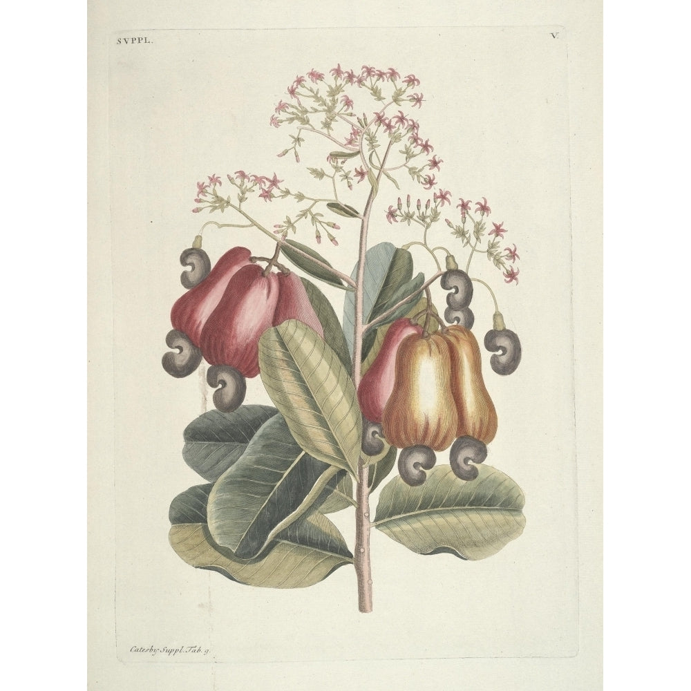 Cashew Tree Poster Print by Mark Catesby Image 1