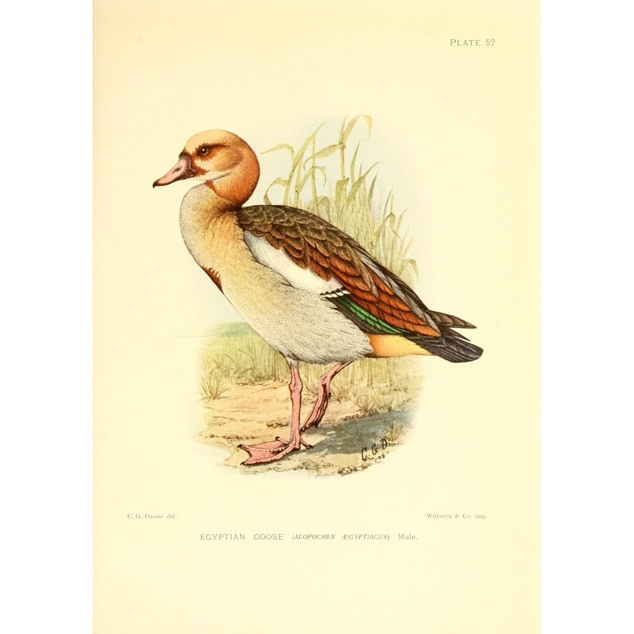 The Game-birds and Water-fowl of South Africa 1912 Egyptian Goose Poster Print by Sergeant Charles G. Davis Image 1