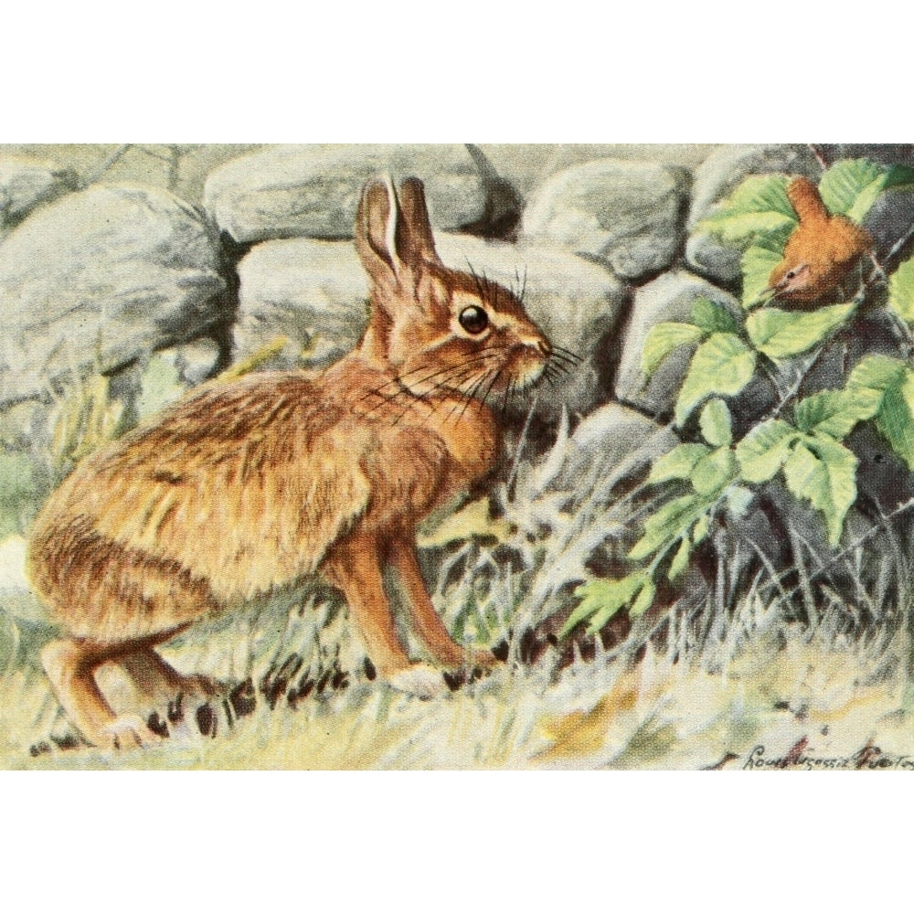 Burgess Animal Book for Children 1920 Rabbit Poster Print by L.A. Fuertes Image 1