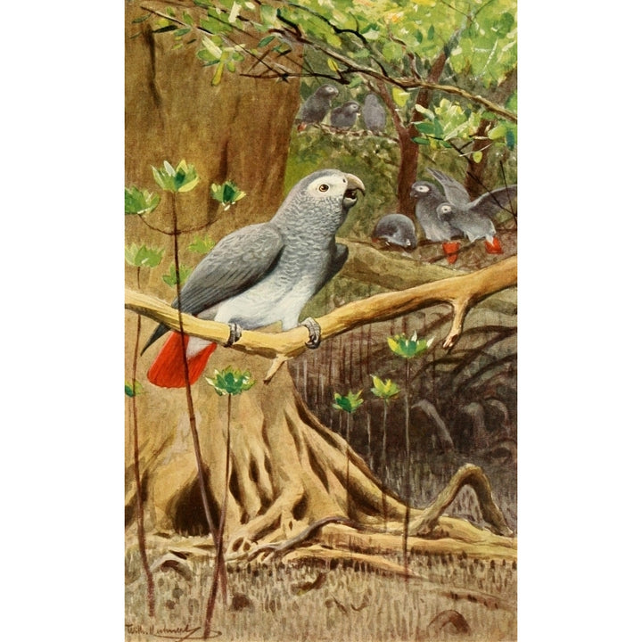 Brehms Tierleben 1911 African Grey Parrot Poster Print by F.W. Kuhnert Image 1