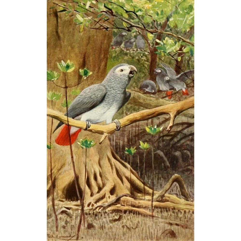 Brehms Tierleben 1911 African Grey Parrot Poster Print by F.W. Kuhnert Image 2