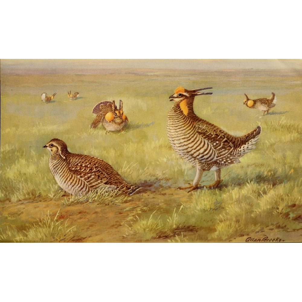 North American Fauna 1889 Attwaters Prairie Chicken Poster Print by A. Brooks Image 2