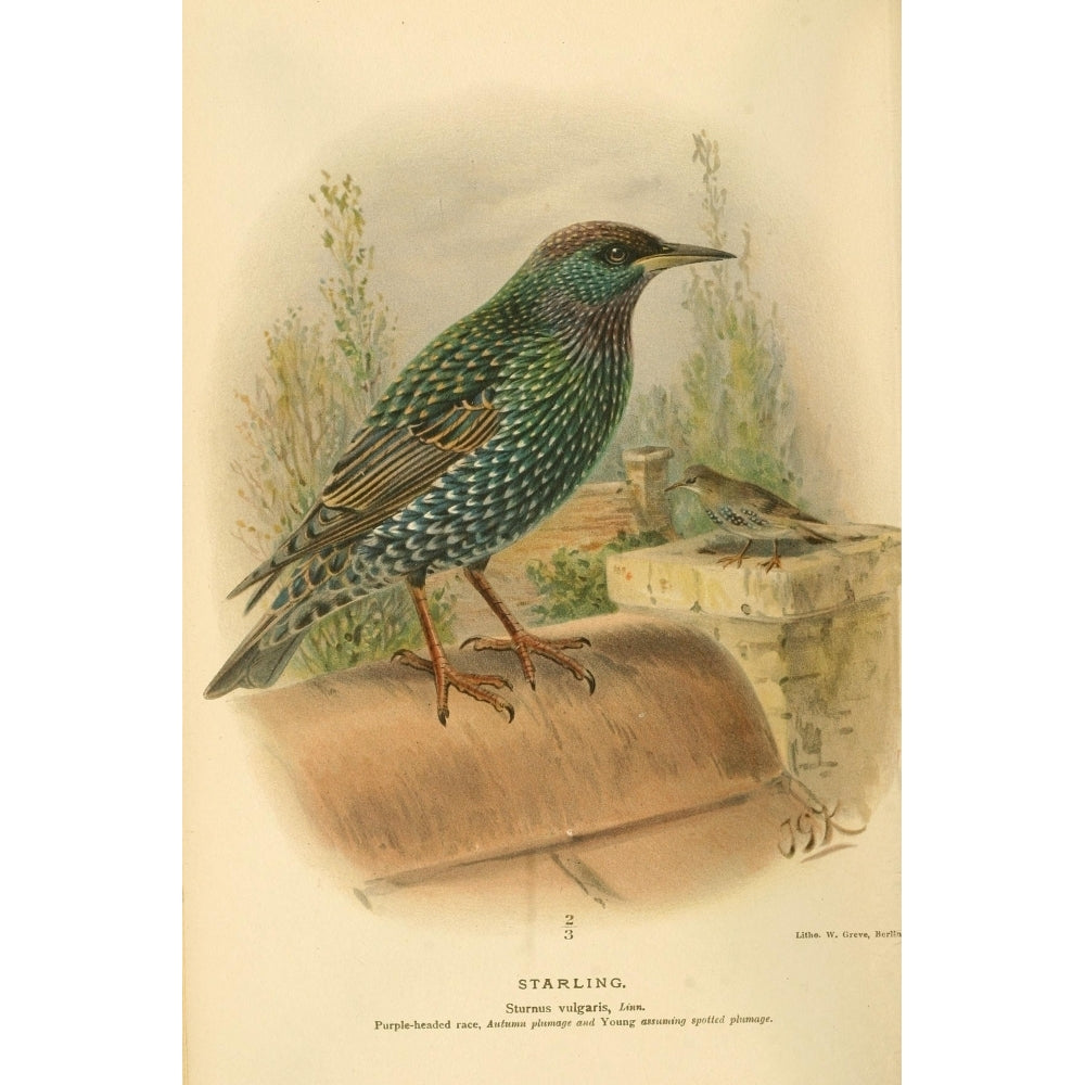 Birds of the British Islands 1885 Starling 3 Poster Print by John G. Keulemans Image 1