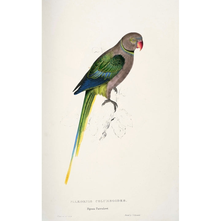 Psittacidae 1832 Pigeon Parakeet Poster Print by Edward Lear Image 2