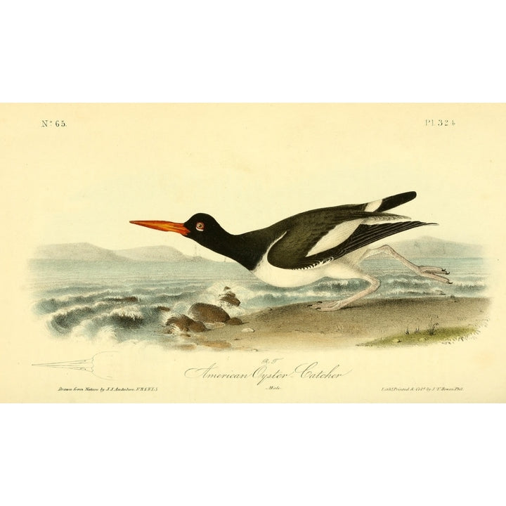 Birds of America 1844 American Oyster Catcher Poster Print by J.J. Audubon Image 2