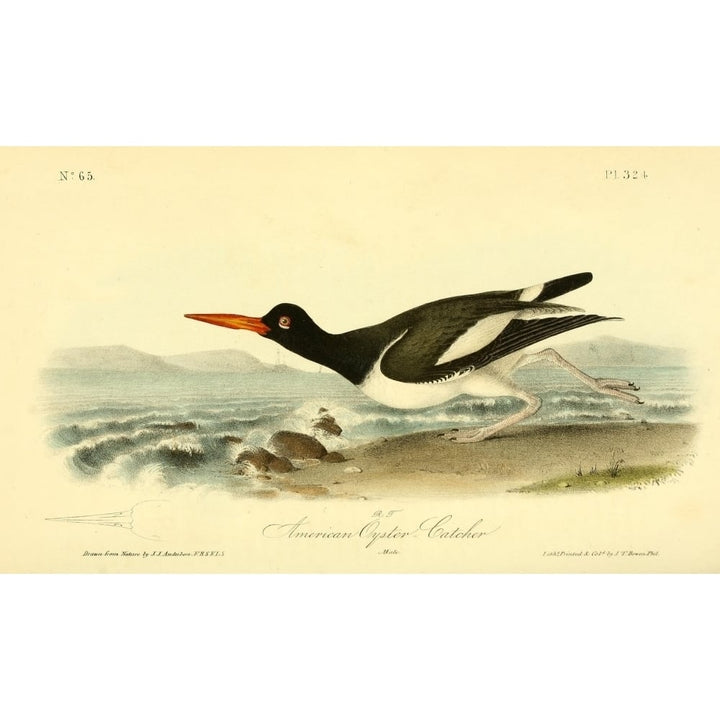 Birds of America 1844 American Oyster Catcher Poster Print by J.J. Audubon Image 1