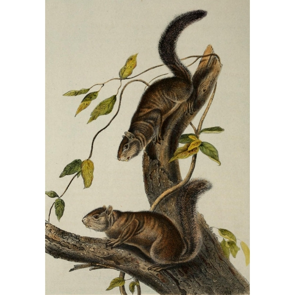 Quadrupeds of N. America 1851 Collies Squirrel Poster Print by J.J. Audubon Image 2