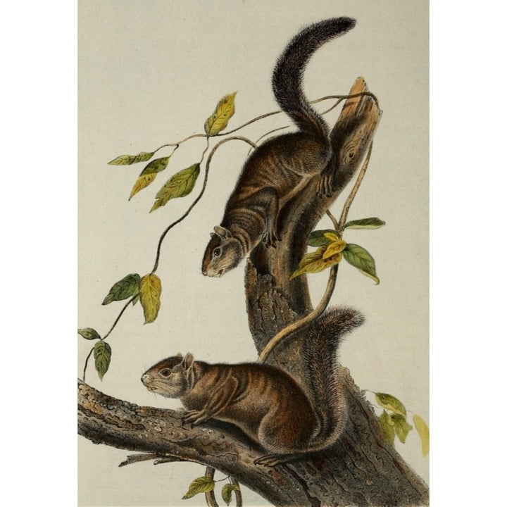 Quadrupeds of N. America 1851 Collies Squirrel Poster Print by J.J. Audubon Image 1