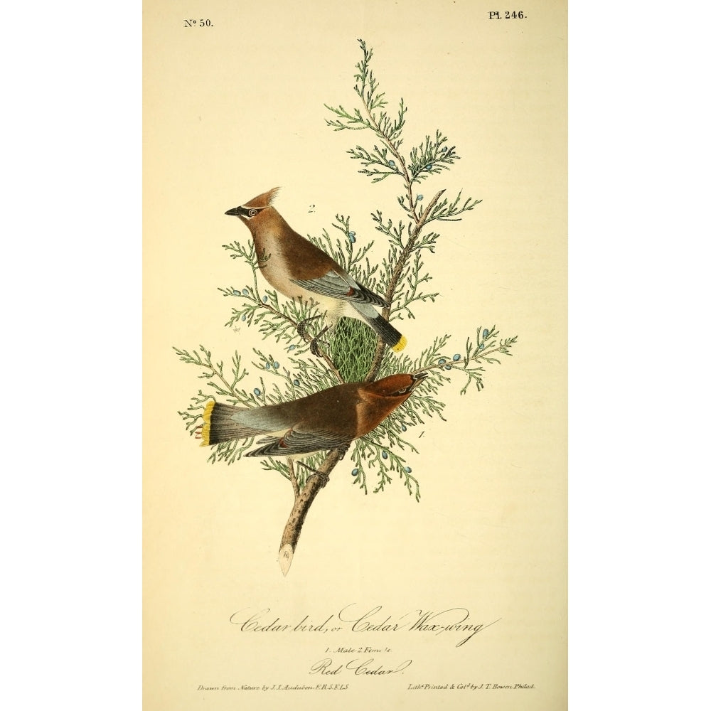 Birds of America 1844 Cedar Bird Poster Print by J.J. Audubon Image 2