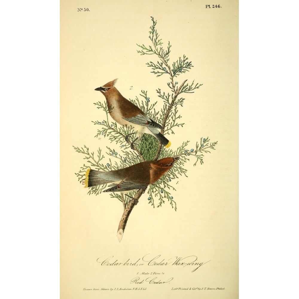 Birds of America 1844 Cedar Bird Poster Print by J.J. Audubon Image 1