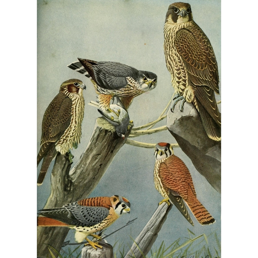 Birds of Massachusetts 1925 Pigeon and Sparrowhawks Poster Print by L.A. Fuertes Image 1