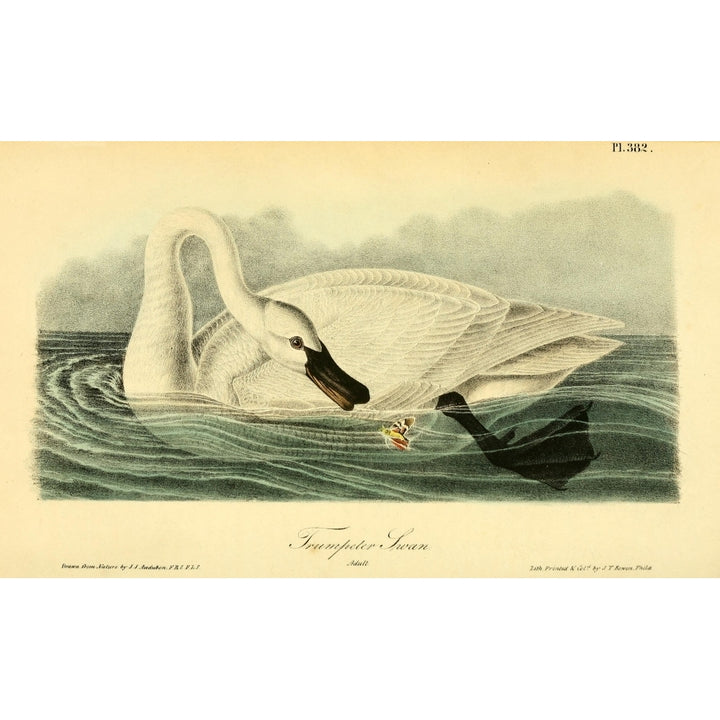 Birds of America 1844 Trumpeter Swan Poster Print by J.J. Audubon Image 1