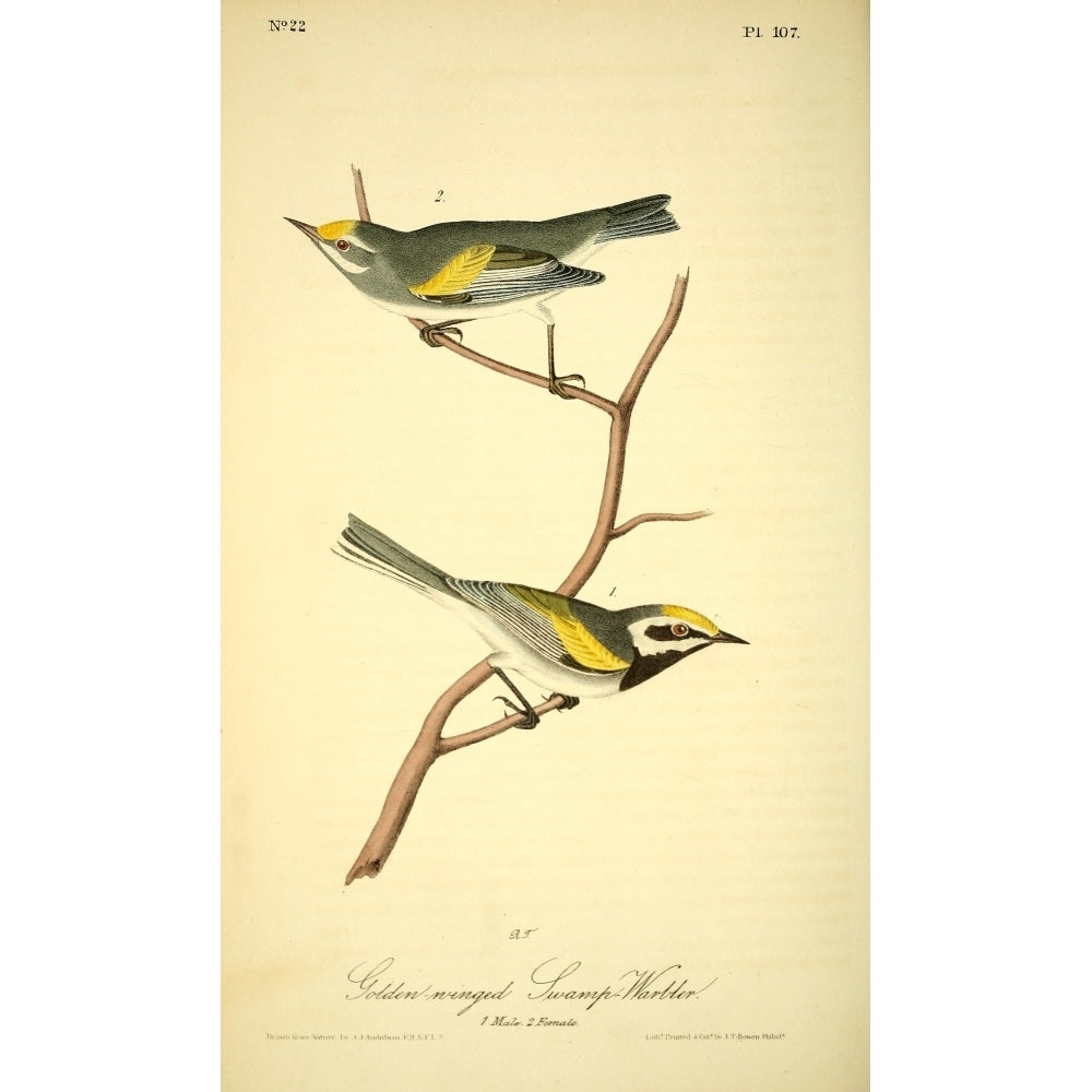 Birds of America 1844 Golden-winged Swamp Warbler Poster Print by J.J. Audubon Image 1