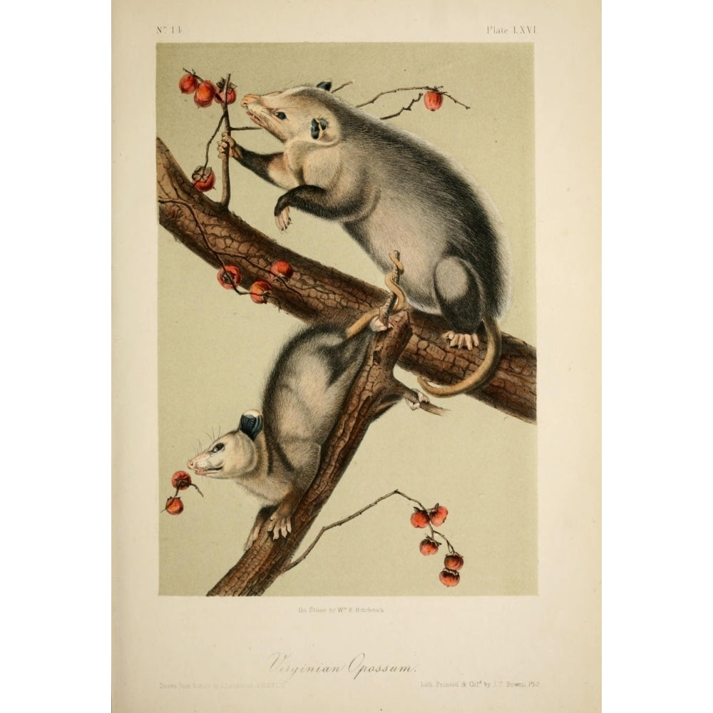 Quadrupeds of N. America 1851 Opossum Poster Print by J.J. Audubon Image 1