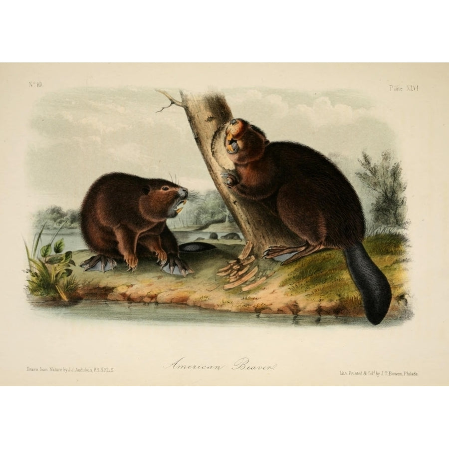 Quadrupeds of N. America 1851 American Beaver Poster Print by J.J. Audubon Image 1