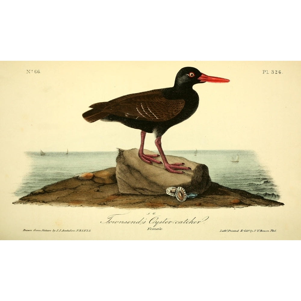 Birds of America 1844 Townsends Oyster-catcher Poster Print by J.J. Audubon Image 1