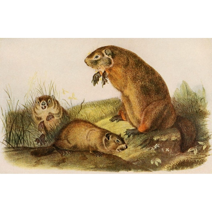 Squirrels and other faux-bearers 1900 Woodchuck Poster Print by J.J. Audubon Image 2