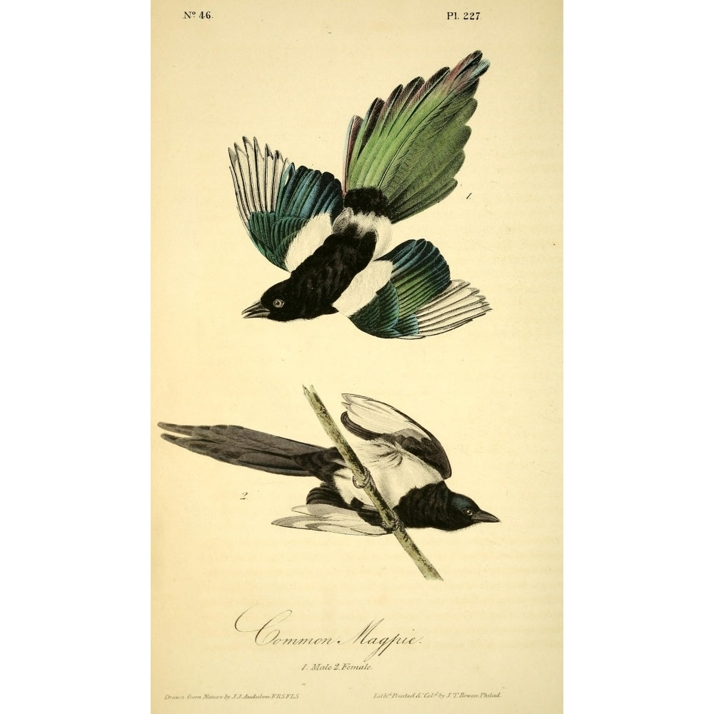 Birds of America 1844 Common Magpie Poster Print by J.J. Audubon Image 1