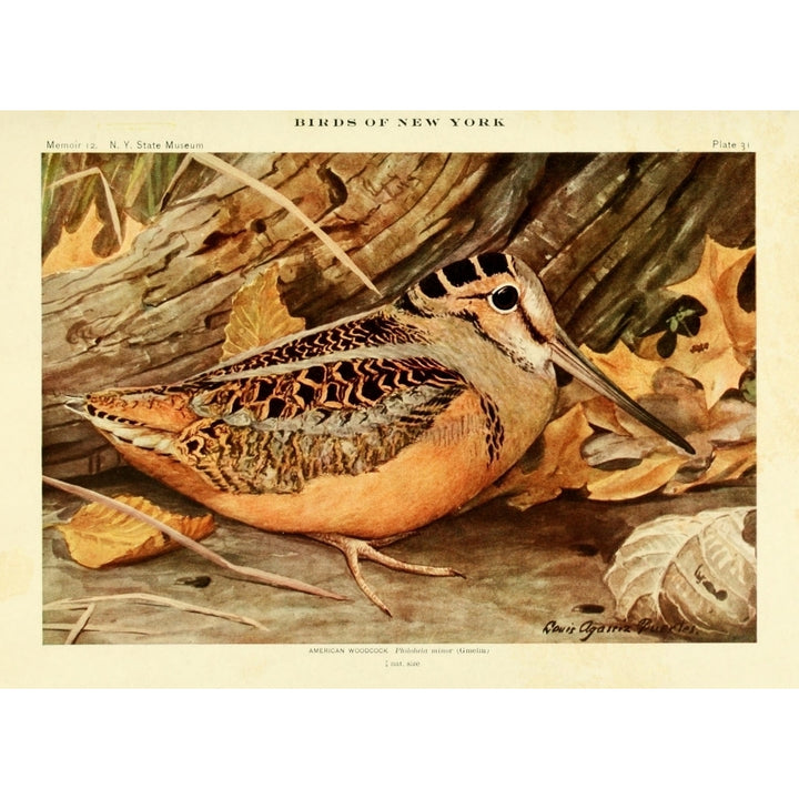 Birds of NY 1914 American Woodcock Poster Print by L.A. Fuertes Image 1