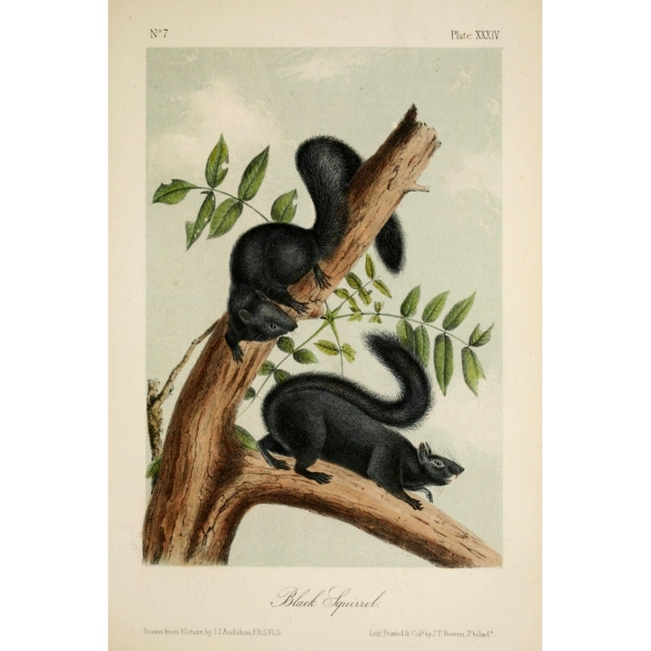 Quadrupeds of N. America 1851 Black Squirrel Poster Print by J.J. Audubon Image 1